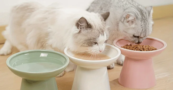 How High Should a Raised Cat Dish Be?